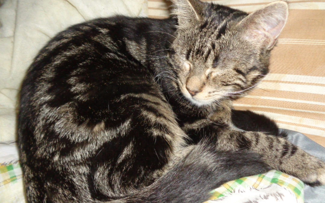 A ADOPTER MOUSTIC