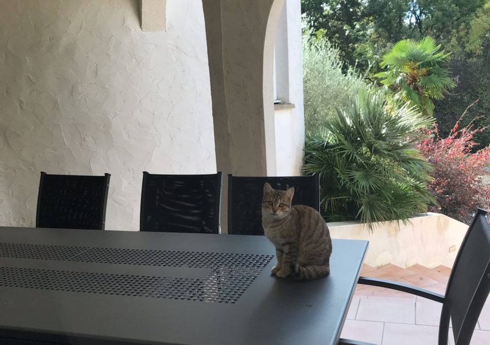 A adopter ZOE
