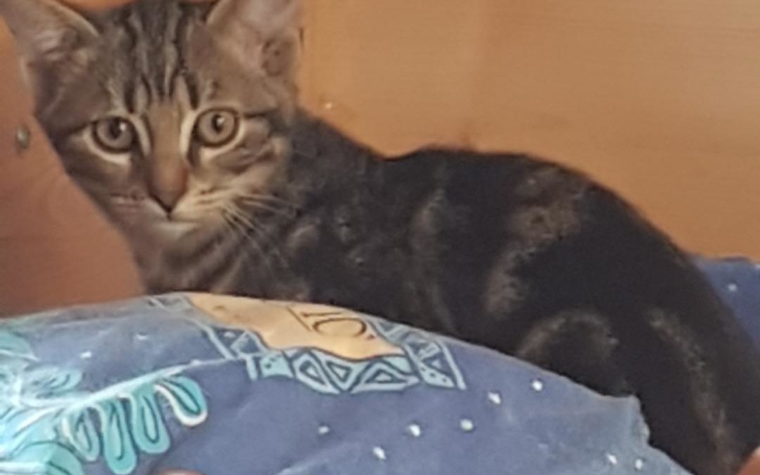 LEA attend un maître