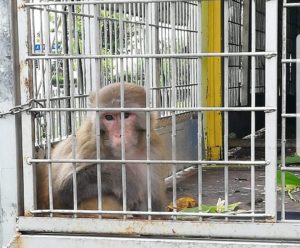 Prisonnier au cirque MULLER