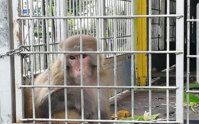 Ménagerie avec animaux encloisonnés. Qui peut approuver cela ?