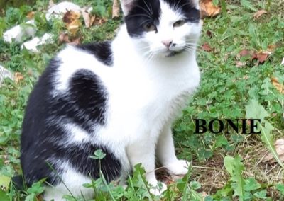 BONIE-1