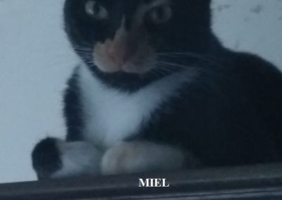 MIEL-768x1024