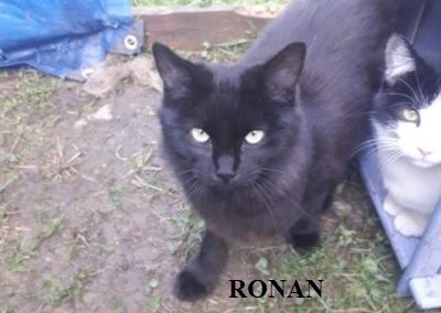 RONAN-1-400x400