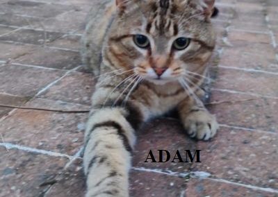 adam