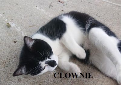 clownie