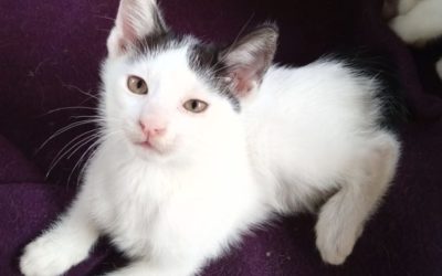 Le beau Polo est à l’adoption