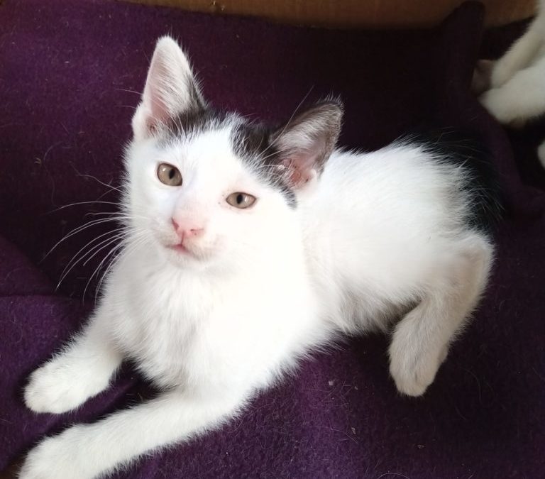 Le beau Polo est à l’adoption