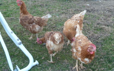 PHOTOS  DE POULES DE REFORME SAUVEES DE L’ABATTOIR