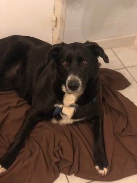 A L’ADOPTION OUNAIIA, chienne femelle 4 ans croisée labrador border