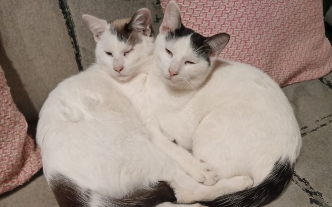 A ADOPTER PIRATE et POLO