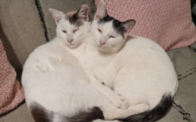 A ADOPTER PIRATE et POLO