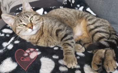 A ADOPTER la douce CALI