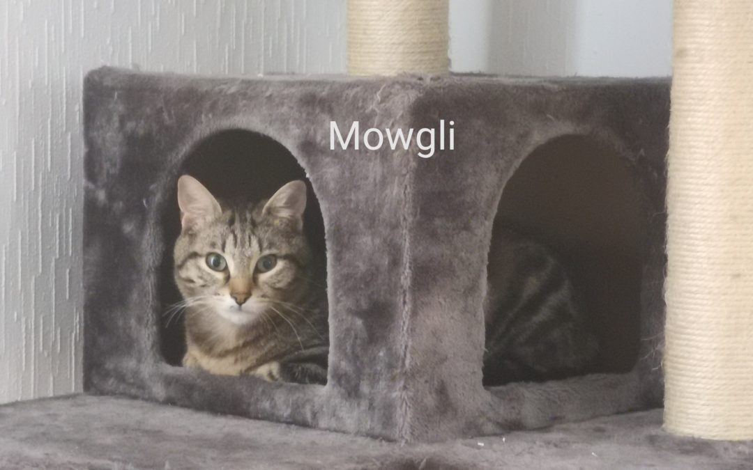 A ADOPTER MOWGLI