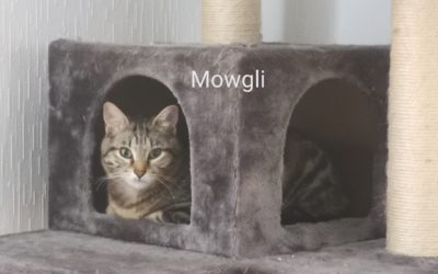 A ADOPTER MOWGLI