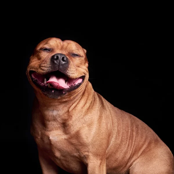 Conseil pour chien de 2ème catégorie