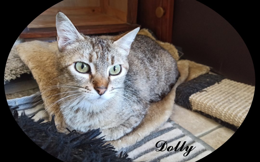 A ADOPTER DOLLY