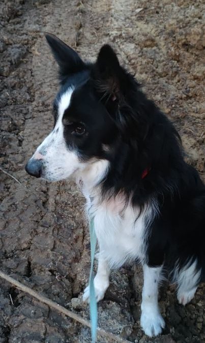 A l’adoption Lilo 7 ans