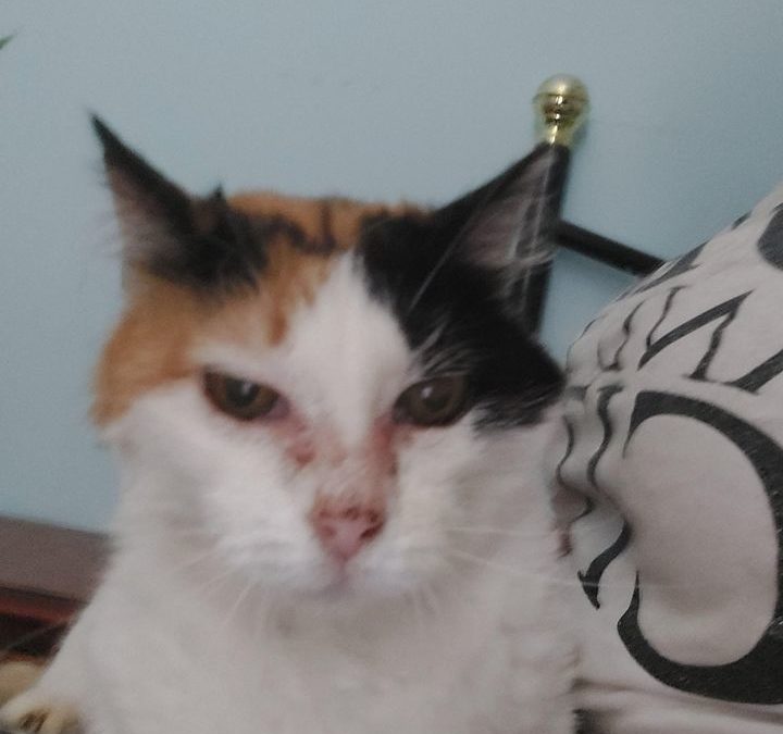 La jolie Scarlett 5 ans à l’adoption