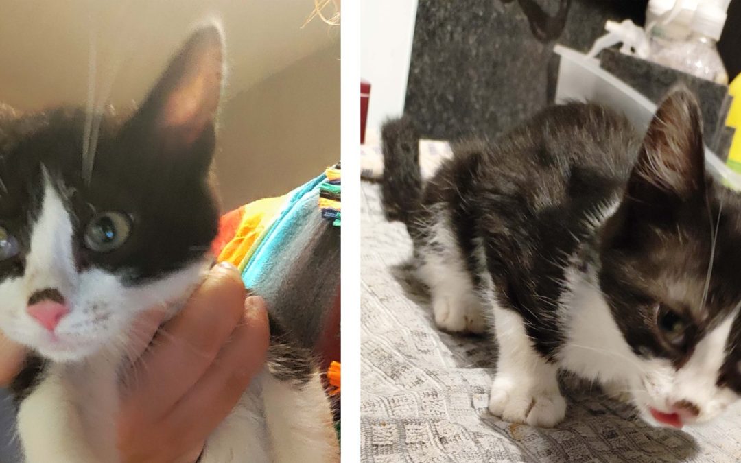 Oreo 3 mois à l’adoption