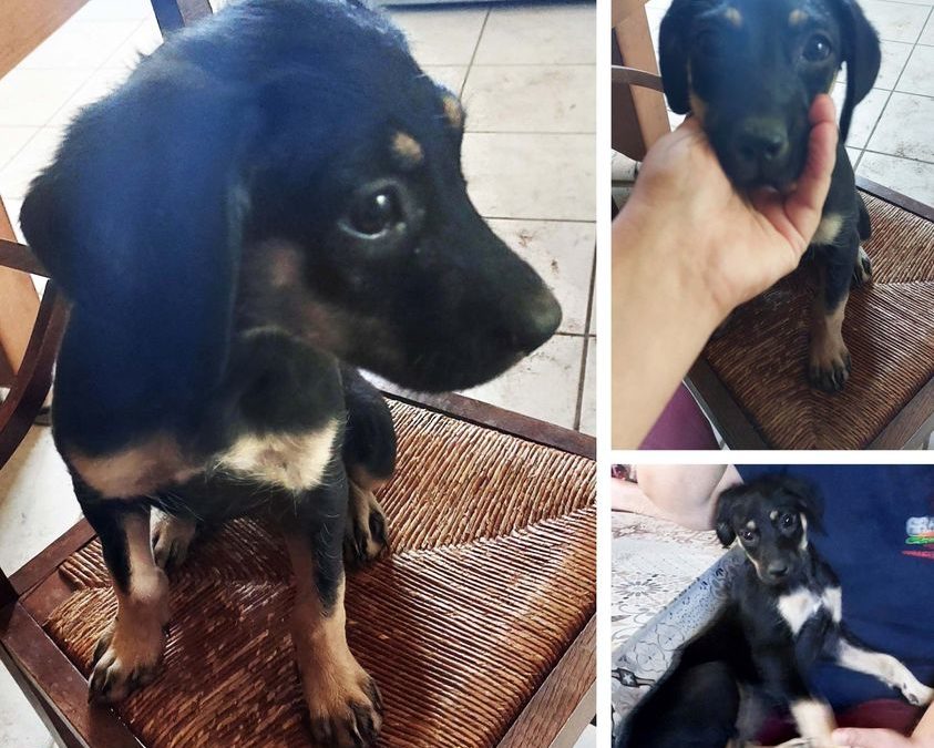 Tila 2 mois et demi à l’adoption