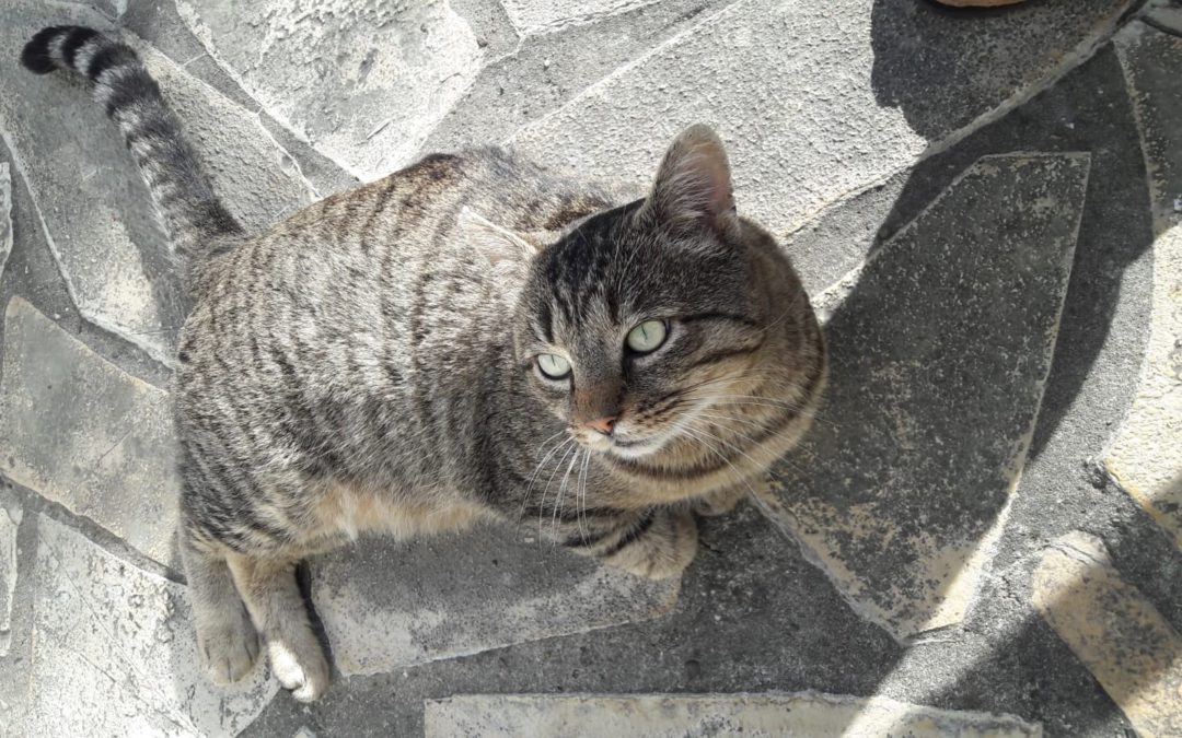 A ADOPTER DESTROY, très très gentil chat