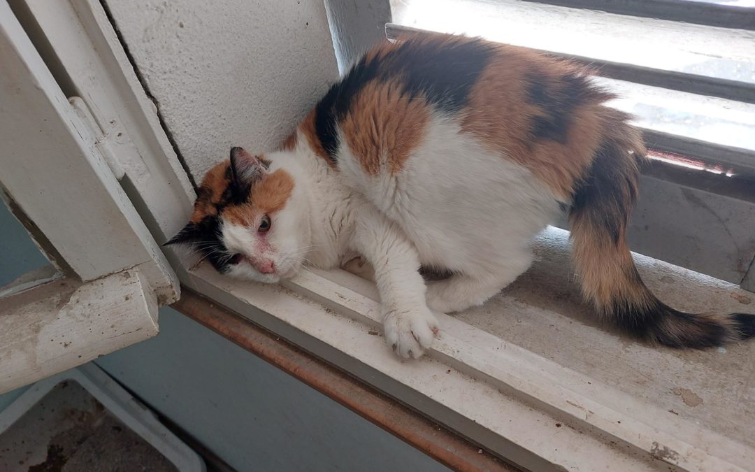La jolie Scarlett 5 ans à l’adoption