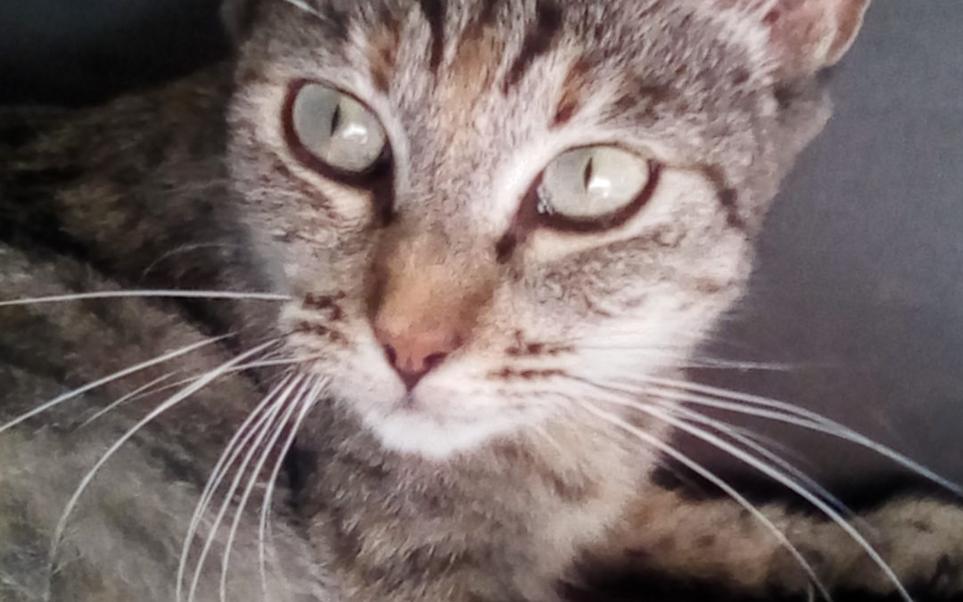 A ADOPTER SYANA