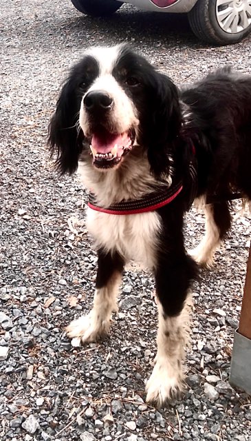 A ADOPTER BANDI