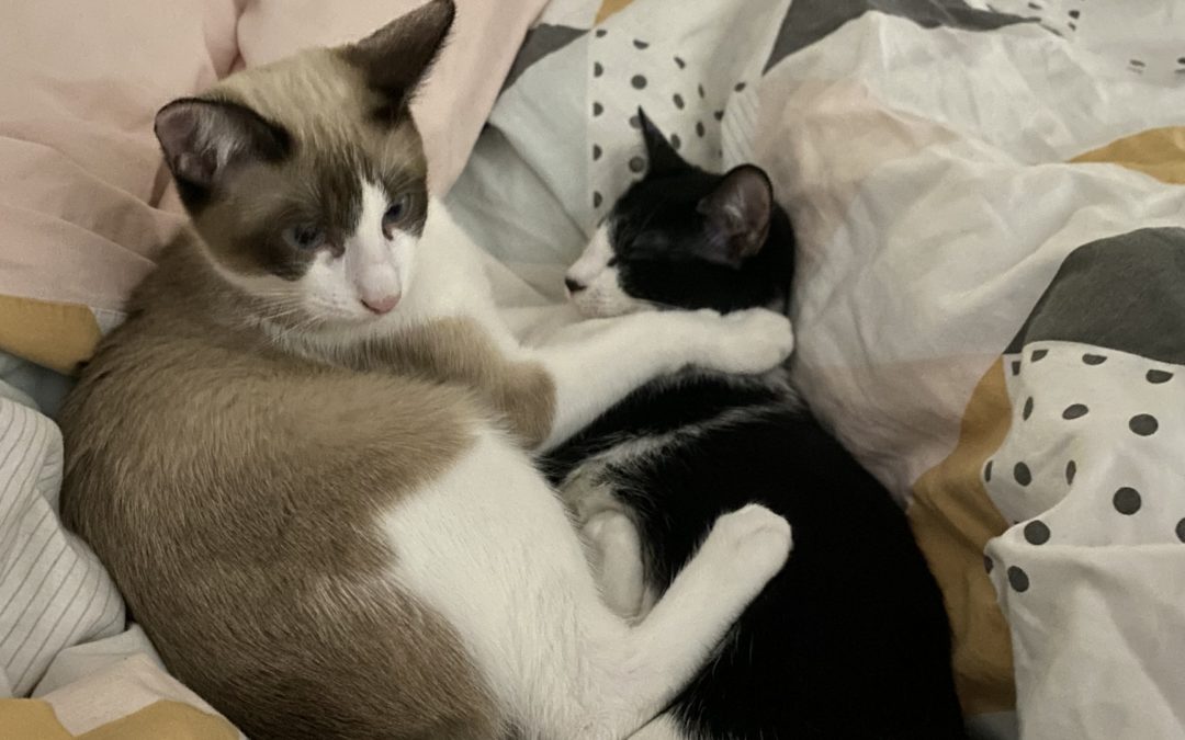 UN SECOND CHAT AU FOYER ? POURQUOI PAS