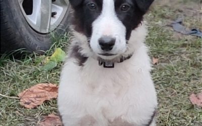 A ADOPTER POUTOU 2-3 mois croisé Border Colley Patou