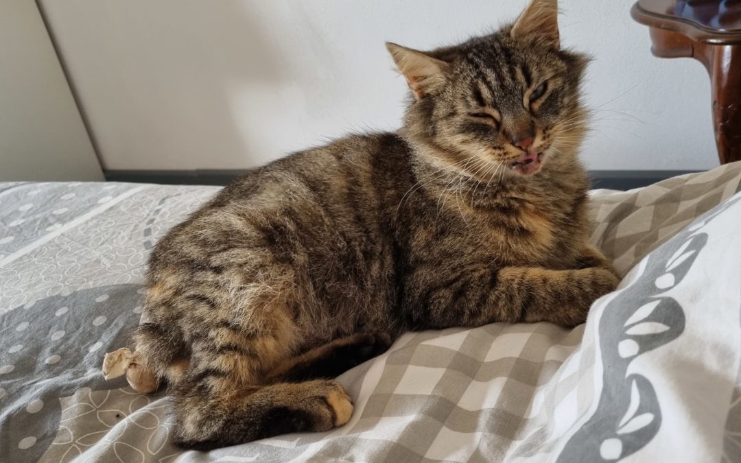 A ADOPTER TOUPETTE