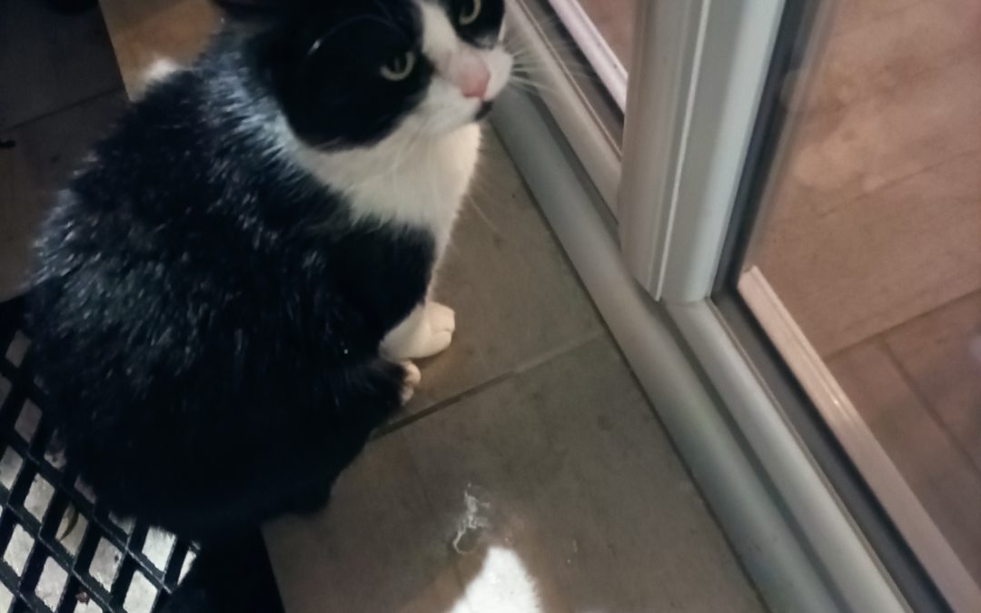 A ADOPTER RALPH (Visible sur LONS)