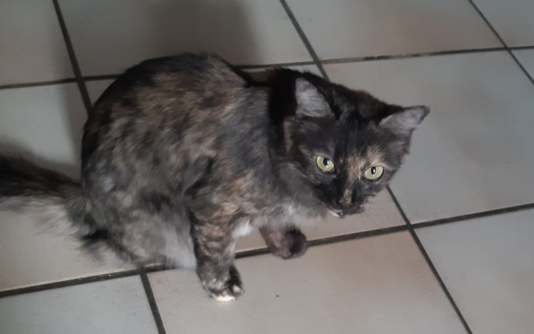 A ADOPTER LA JOLIE MACHALANNE