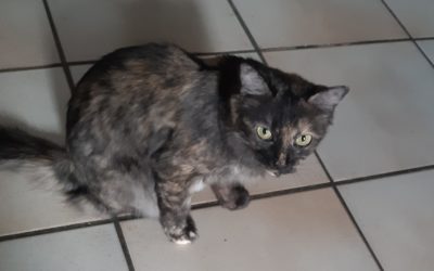 A ADOPTER LA JOLIE MACHALANNE