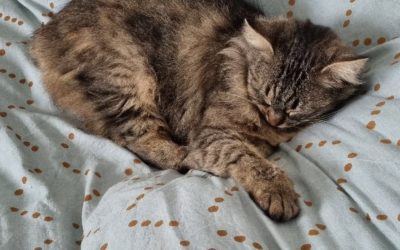 TOUPETTE toujours à l’adoption