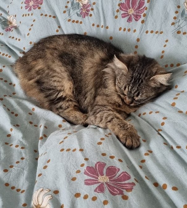 TOUPETTE toujours à l’adoption