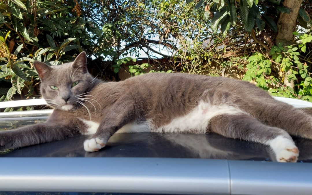 A ADOPTER CHARTREUX dénommé CHAUSSETTE