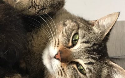 A ADOPTER SHIVA