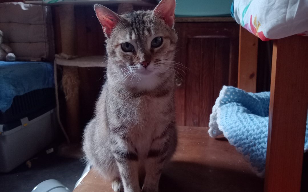 A ADOPTER QUEENIE visible sur LESCAR