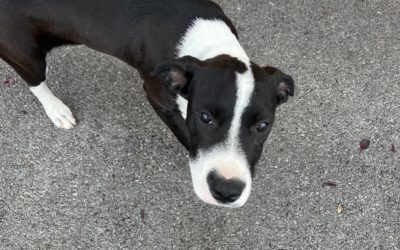 A ADOPTER LUCKY
