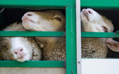 LE ROYAUME-UNI DIT NON A L’EXPORTATION D’ANIMAUX VIVANTS !! Vive le BREXIT !!!Honte à l’EUROPE de ne rien faire.
