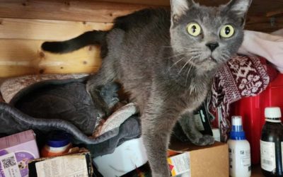 A ADOPTER la jolie CALY