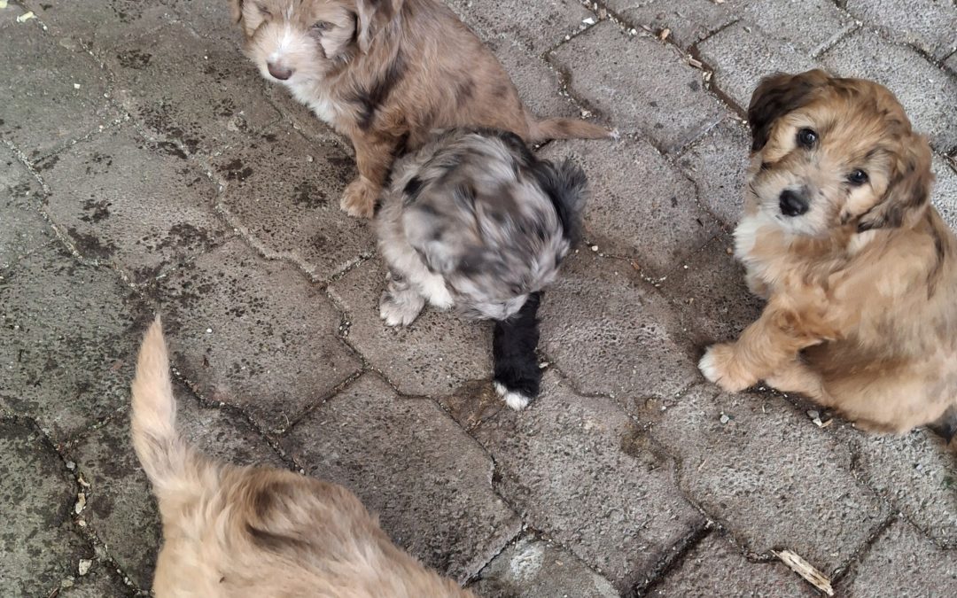 A l’ADOPTION CARAMEL,  SANTANAS, BRUTUS et CAPUCINE (Croisé berger des Pyrénées  de 3 mois
