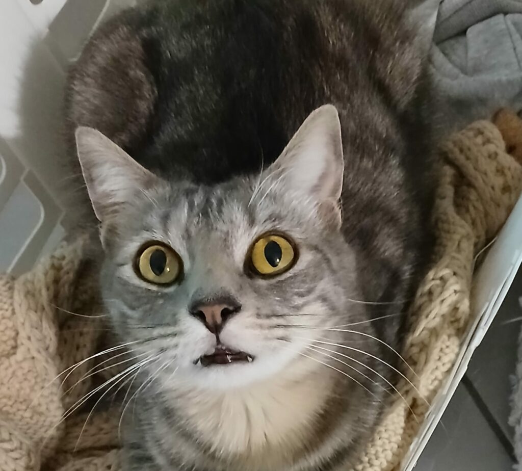 Benito