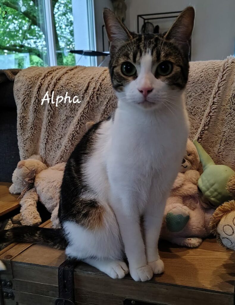 Alpha