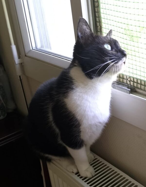 Diva