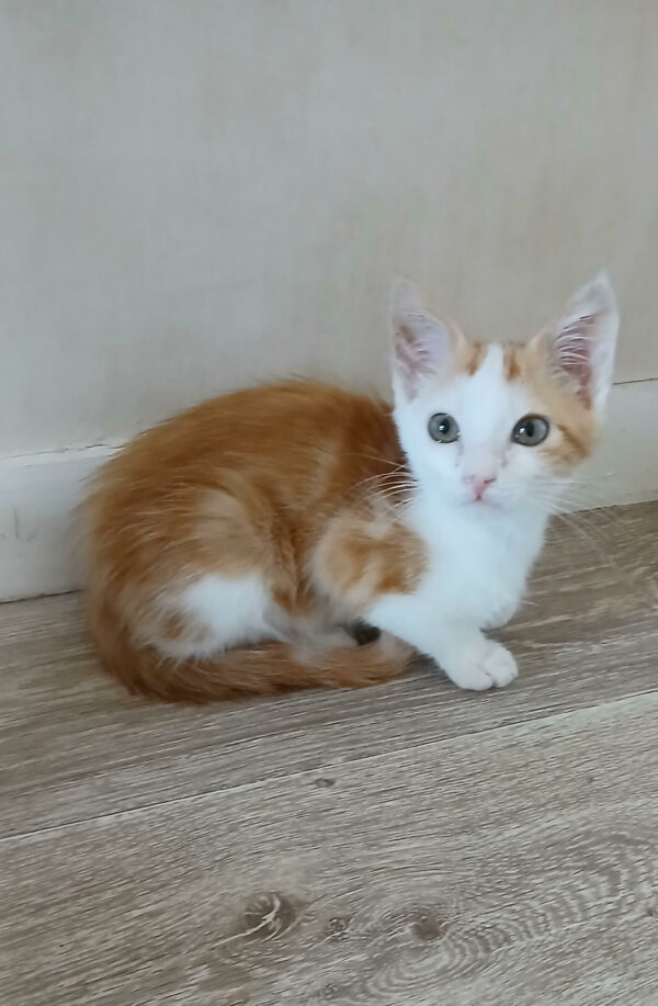 Odin